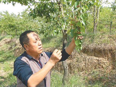 酸巴梨成金果果——记甘肃临夏州和政县啤特果产业发展党员带头人曹辉(图1)